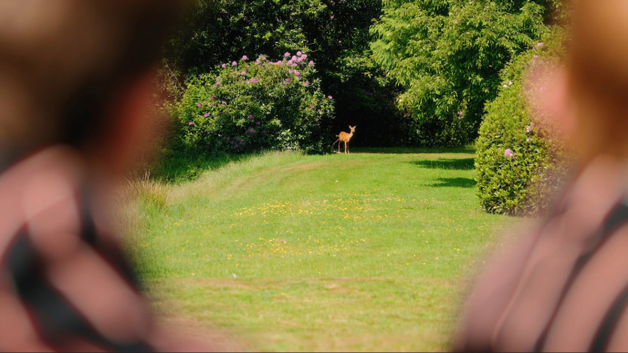 photo of the castle court countryside grounds with a deer in the background