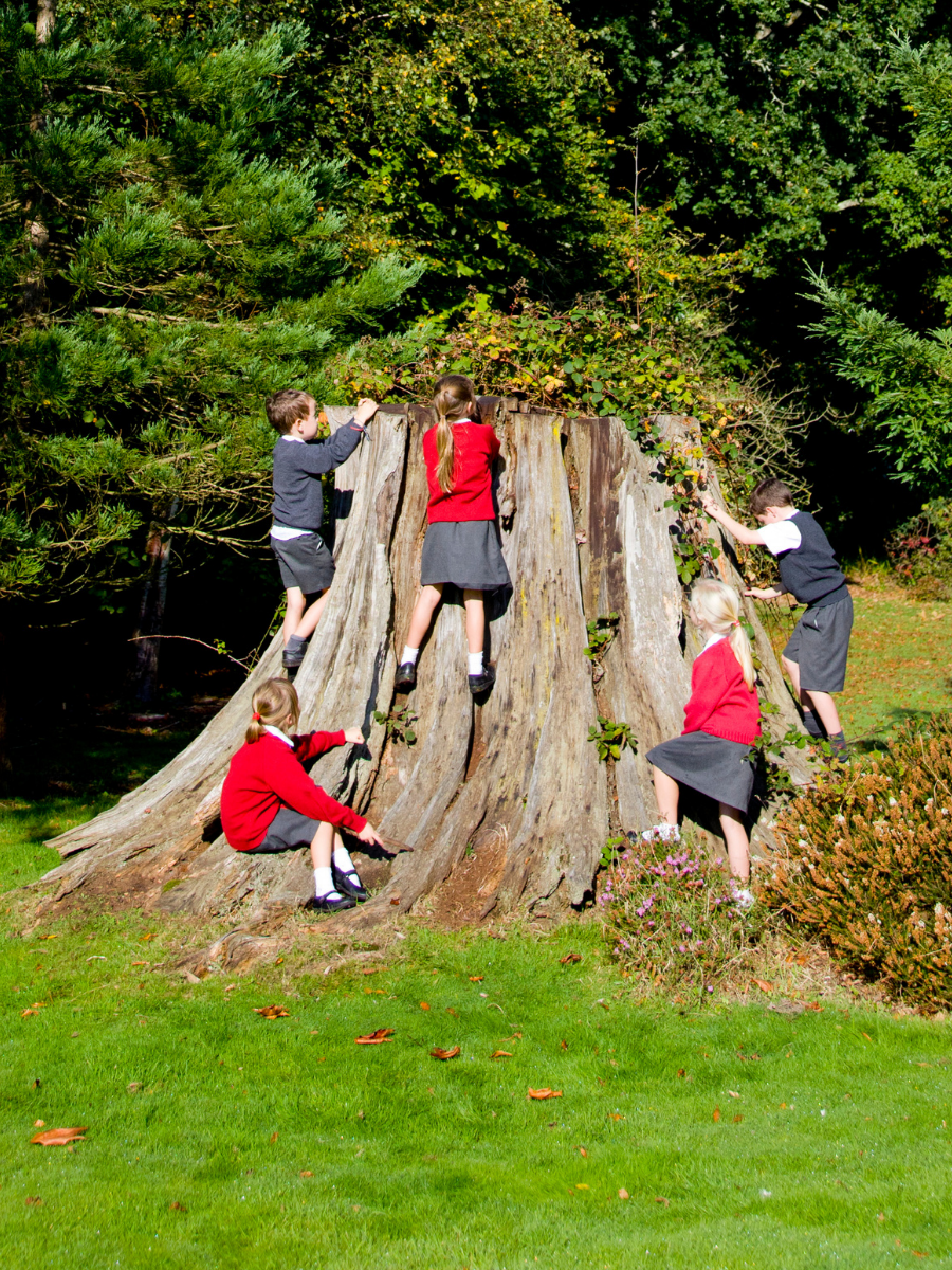 a group of students climbing at the base of a large tree trunk